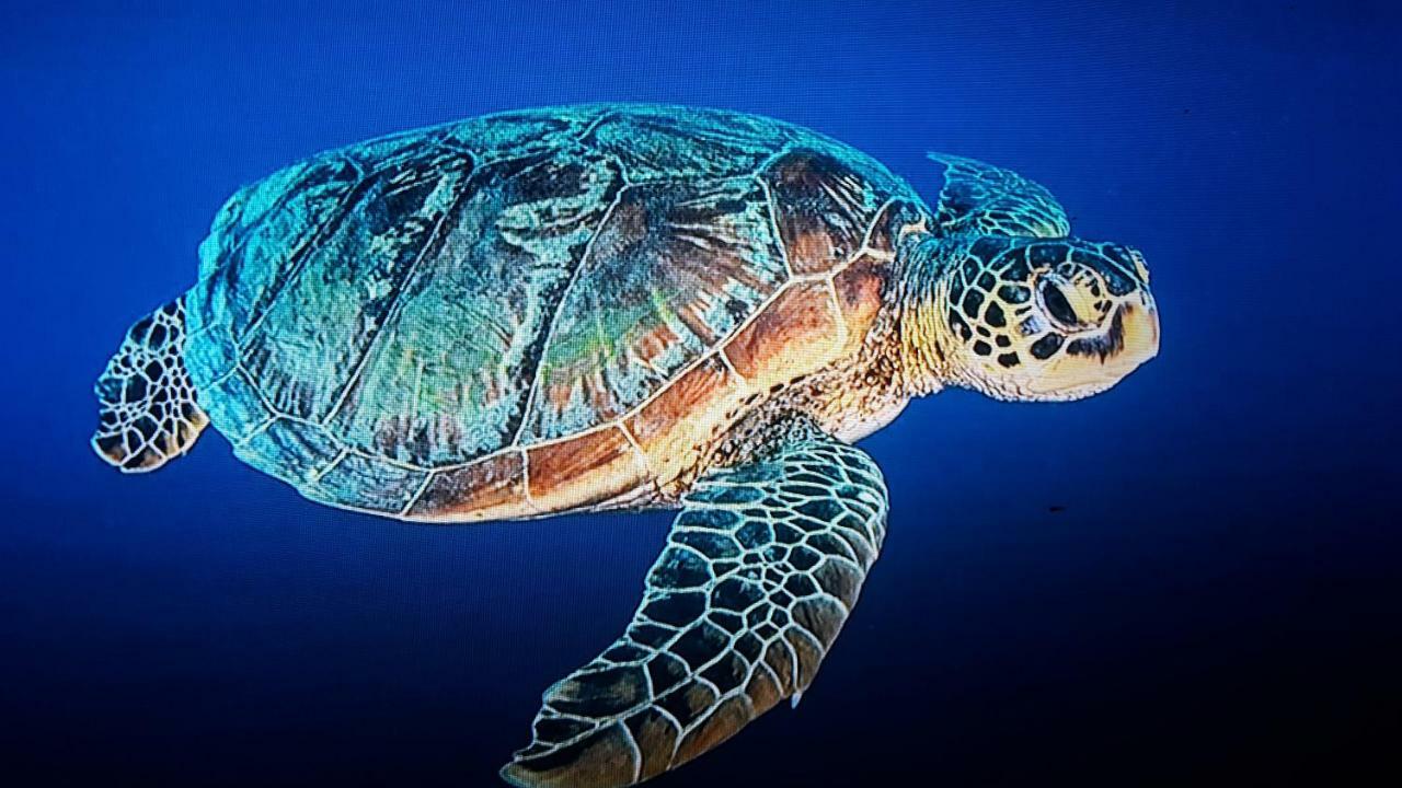 Jepun Bungalows Gili Meno Dış mekan fotoğraf